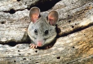 How Can Rodents Get In Your House Scottsdale