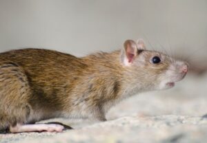 What Rodents Can Live in Your House Scottsdale